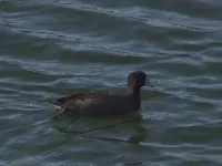 Amerikaanse meerkoet [Fulica americana]